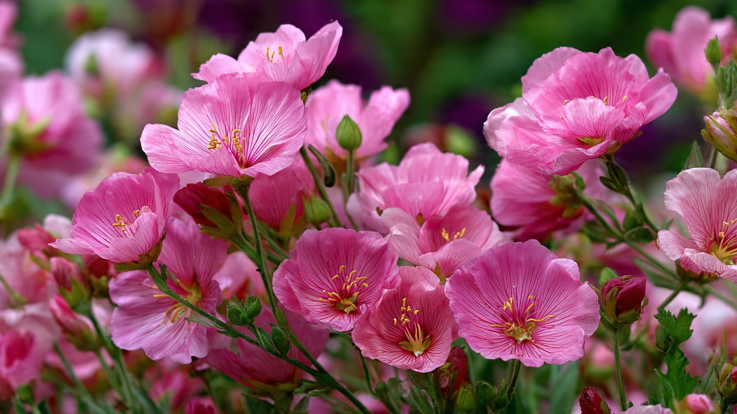 How to Grow Godetia Pink Blooms for a Vibrant Garden Display
