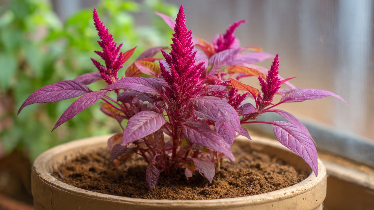 Easy Hack for Growing Amaranth in Pots for Beginners