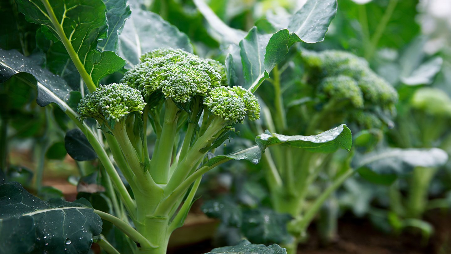 Simple Methods for Growing Broccoli Side Shoots at Home