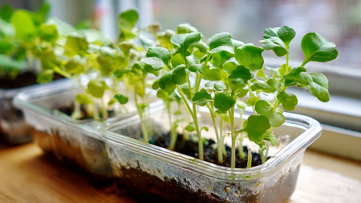 Easy Method for Growing Radish Greens Indoors for Beginners