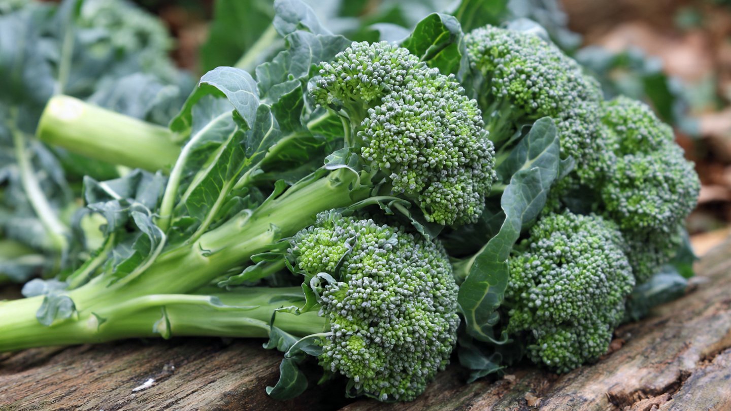 How to Grow Fresh Broccoli Greens Easily for a Harvest Year-Round