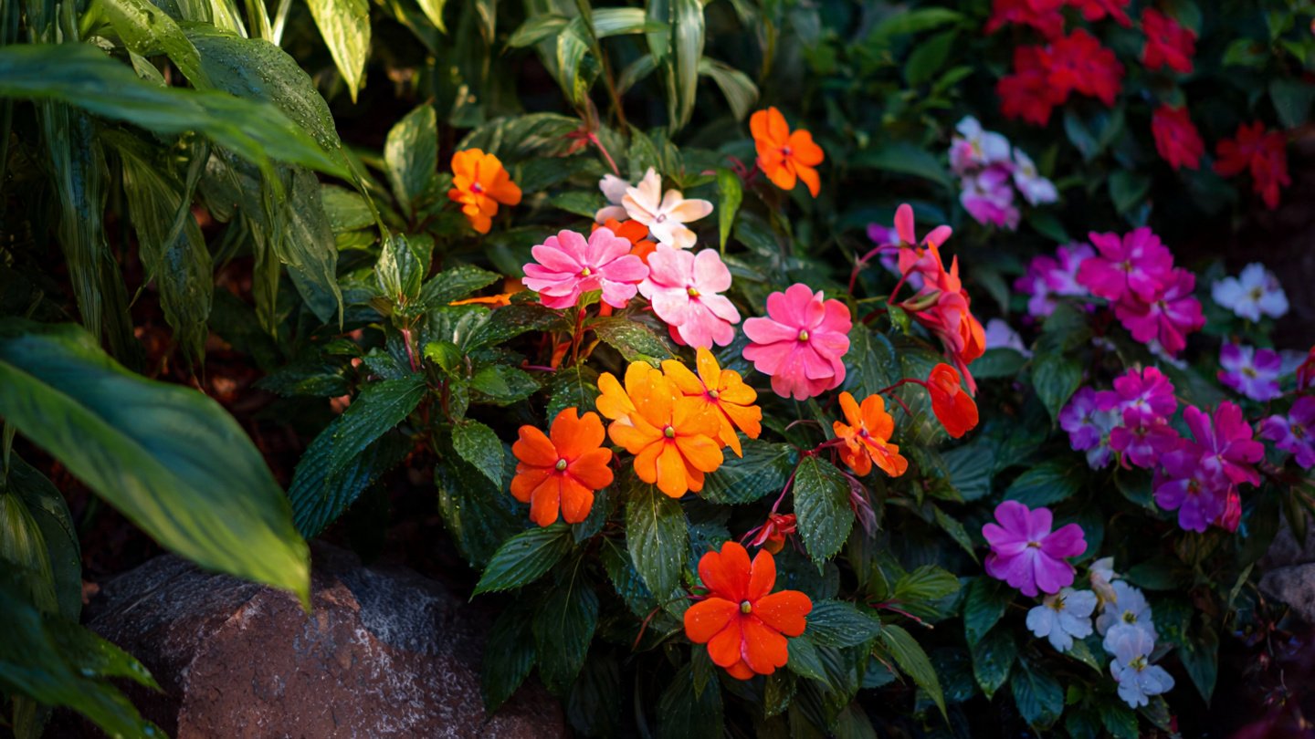 How to Cultivate Impatiens for a Vibrant Garden with Endless Blooms Throughout the Season