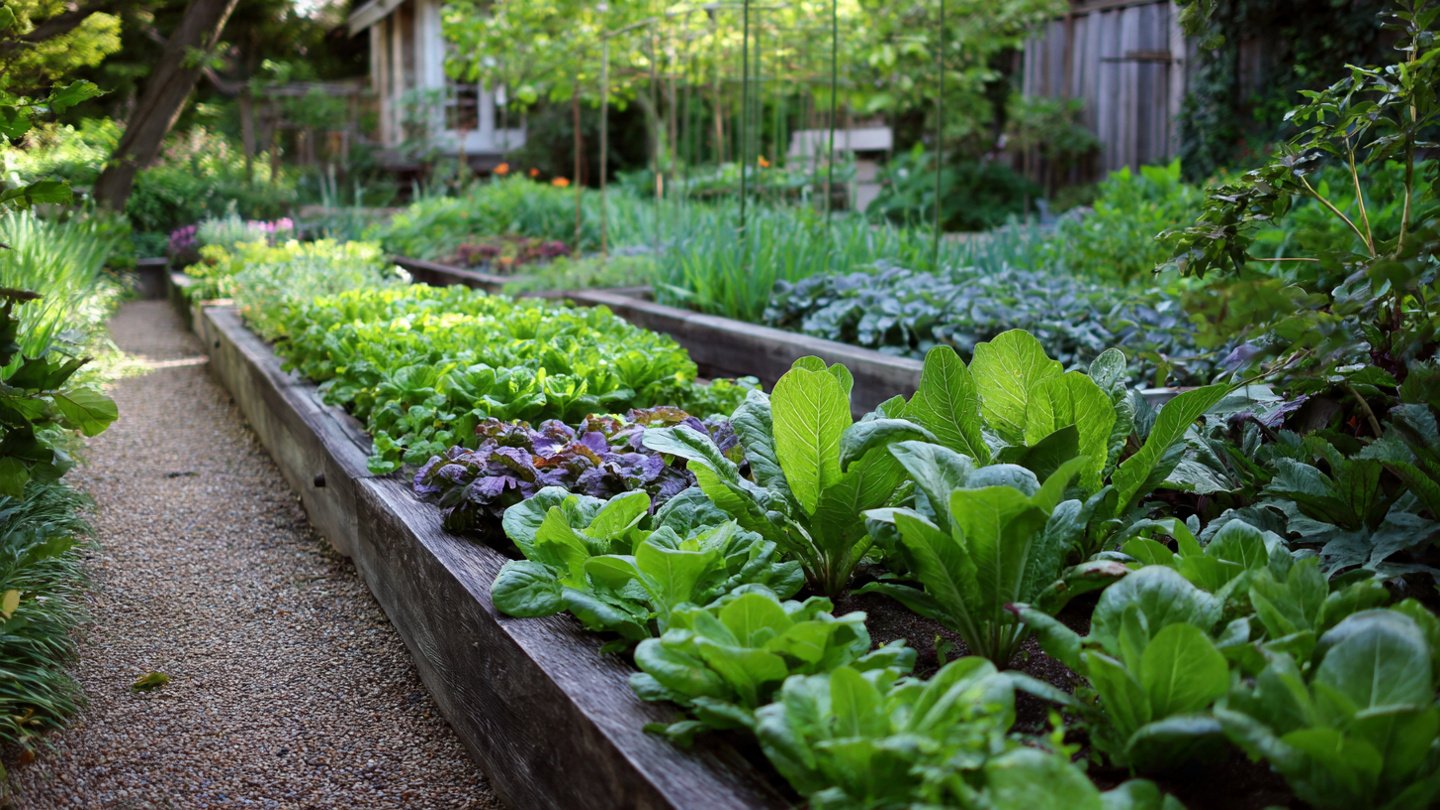 How to Maximize Your Garden: The Best Method to Grow Leafy Greens in Small Spaces