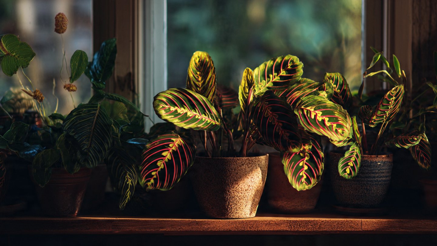 How to Create a Lush Indoor Oasis: The Simple Way to Grow Prayer Plants Indoors