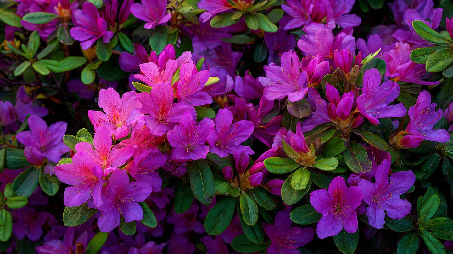 How to Successfully Use the Best Method to Grow Rhododendron Shrubs Outdoors