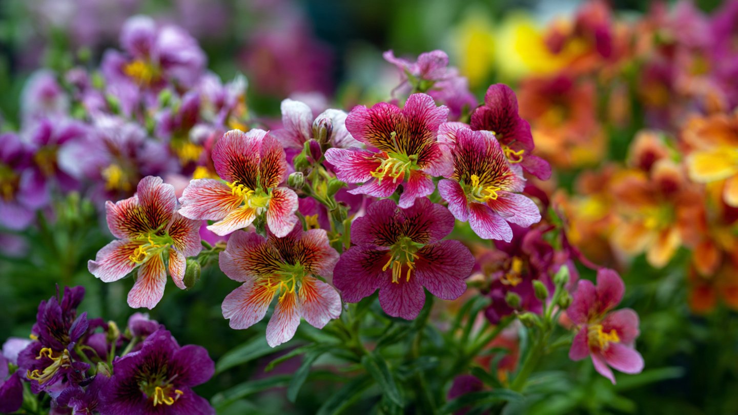 How to Easily Grow Schizanthus From Seed: A Step-by-Step Guide