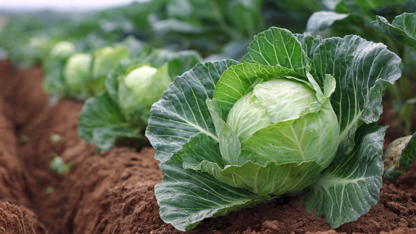 Secrets to Mastering the Art of Growing Cabbage Tight Heads for Maximum Yield