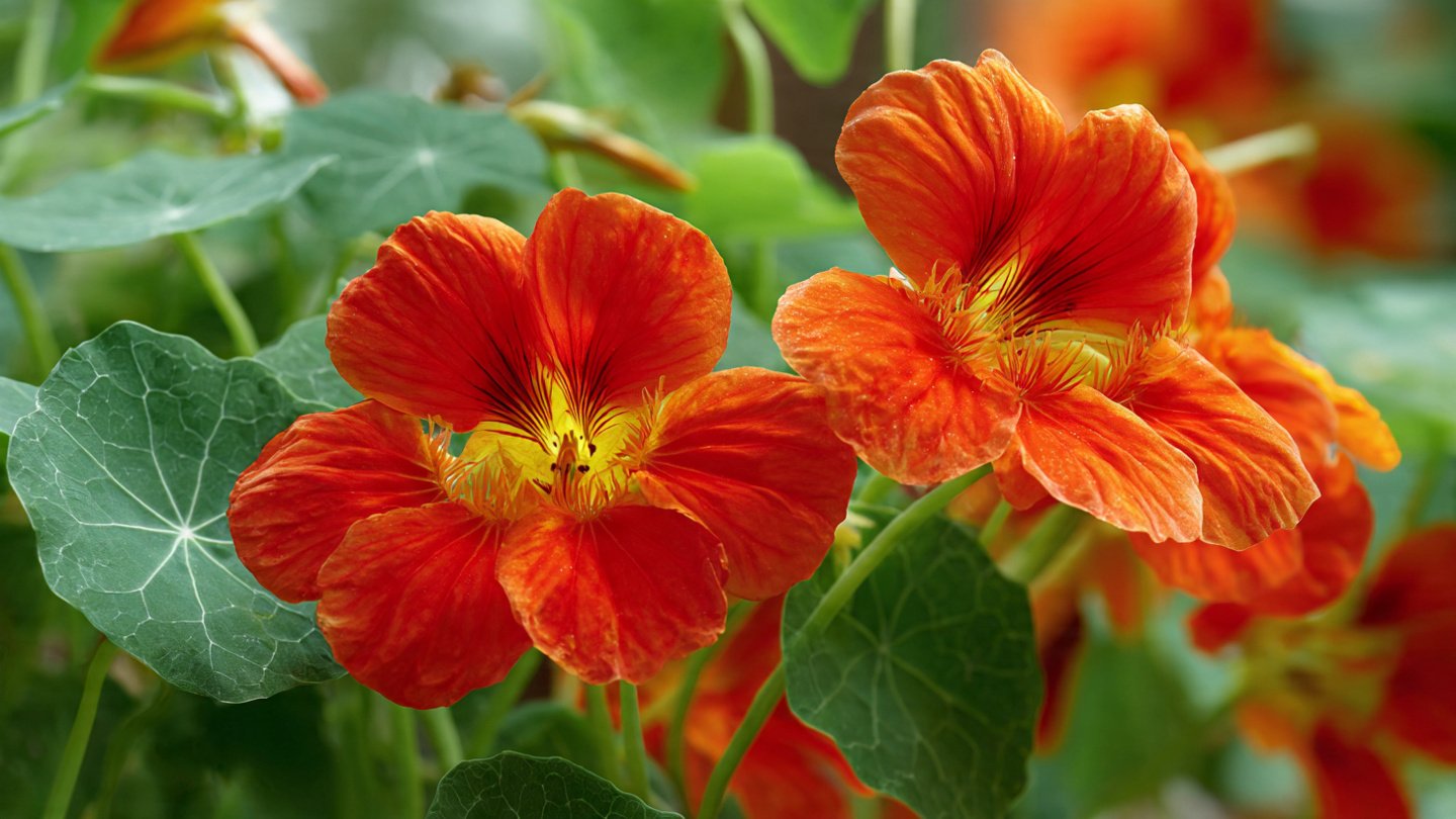 How to Successfully Cultivate and Care for Beautiful Trailing Nasturtium Plants in Your Garden