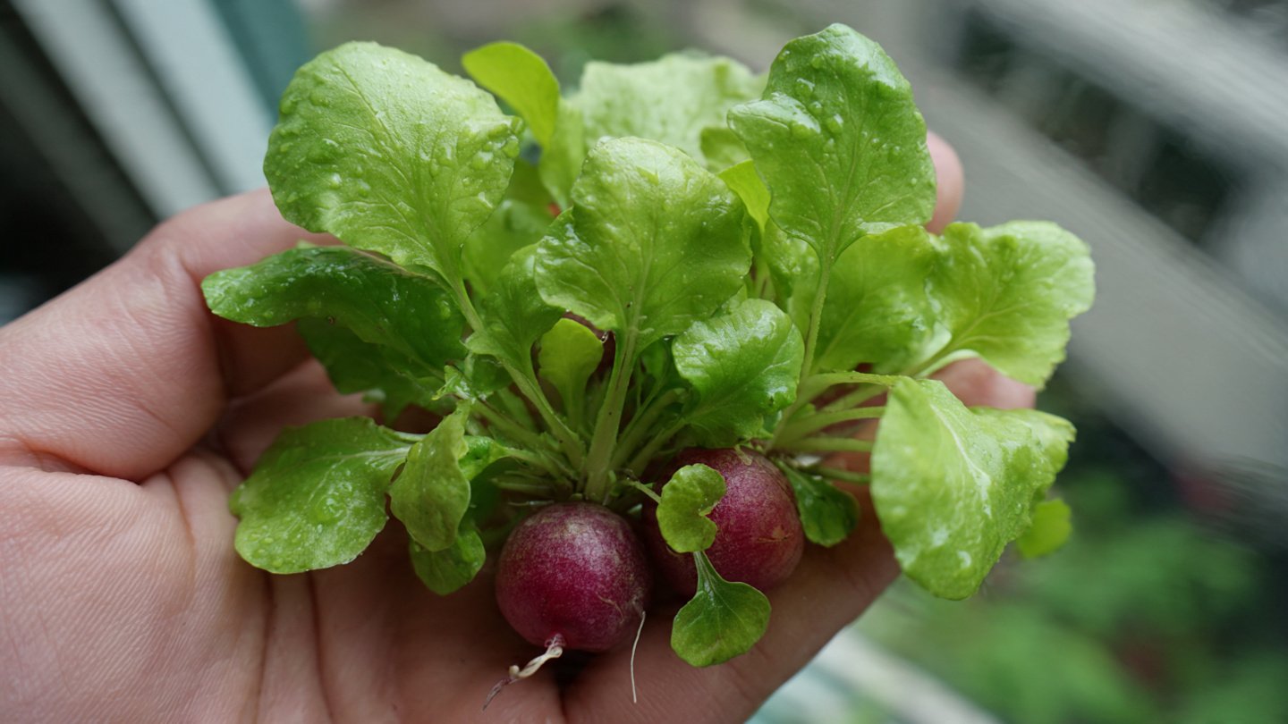 How to Successfully Cultivate Tender Radish Greens at Home for a Fresh Garden Experience
