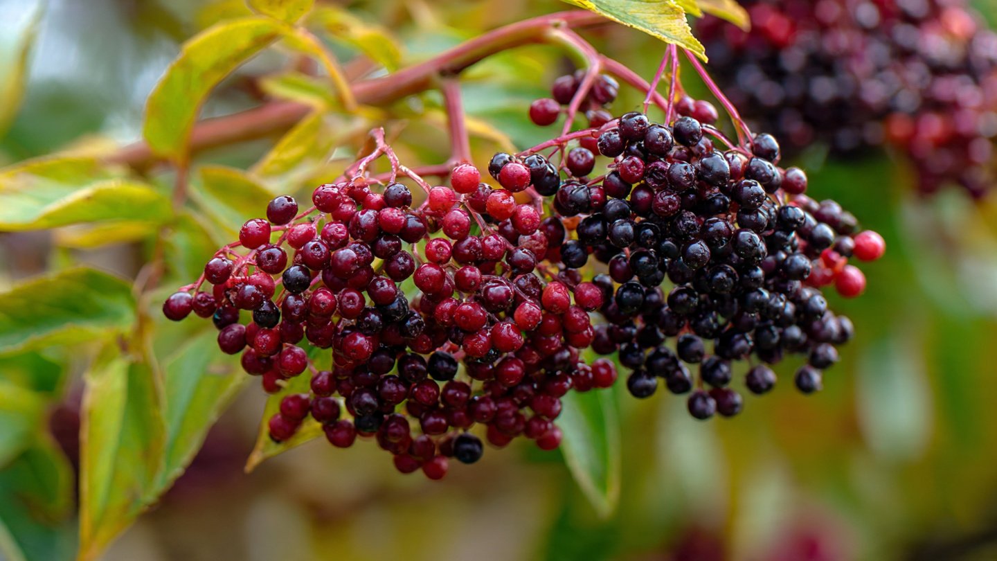 How to Successfully Grow Compact Elderberry Bushes in Your Backyard for a Bountiful Harvest