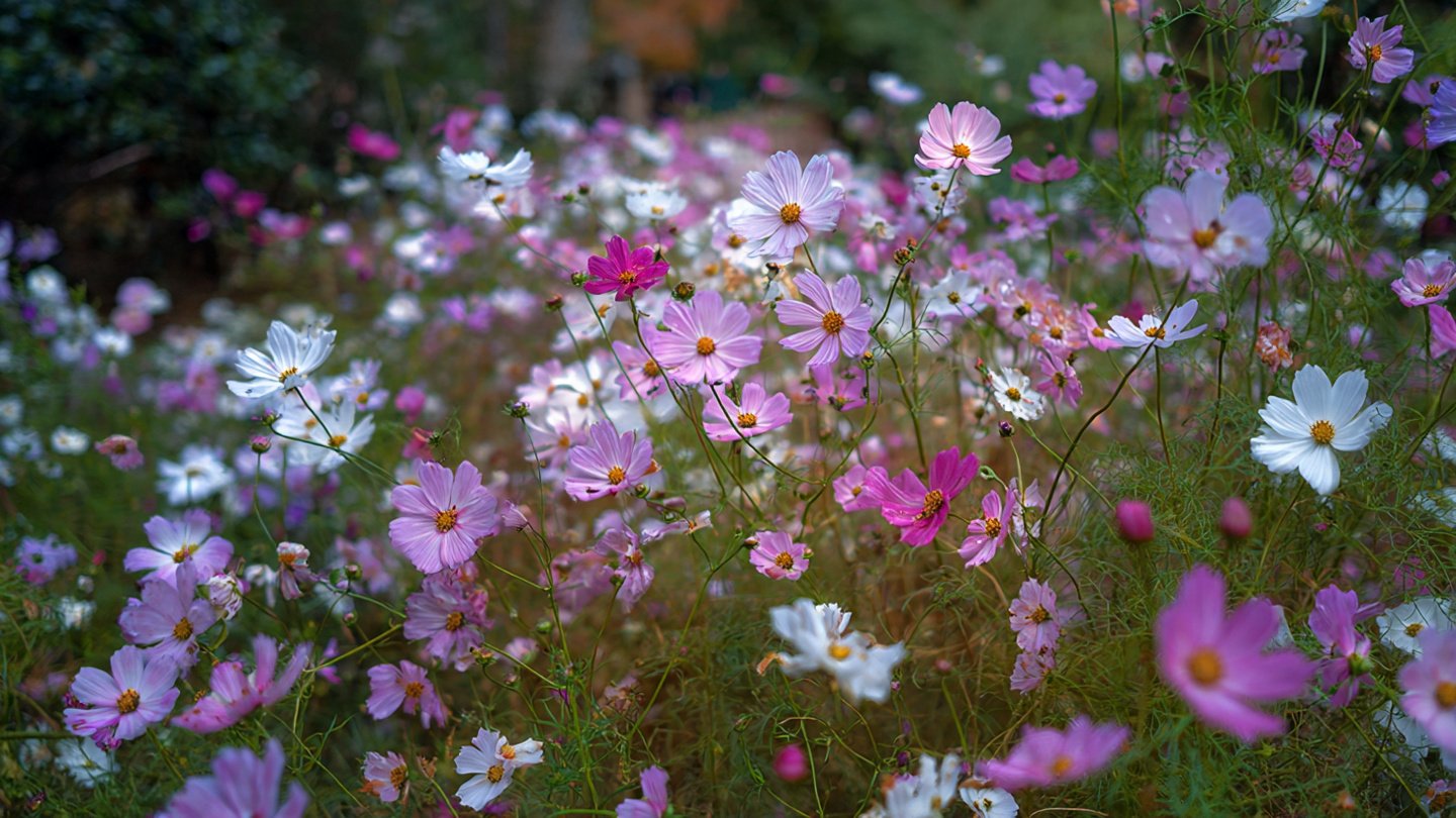 Essential Guide to Caring for Winter Cosmos Flowers in Your Garden