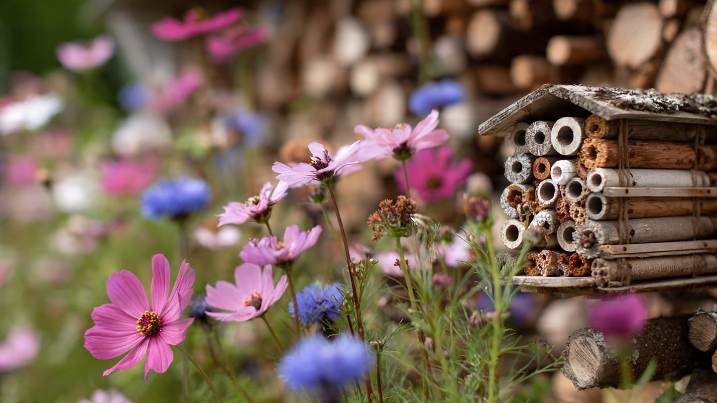 Why Does Your Garden Benefit from a Bug Hotel Next to the Flowers?