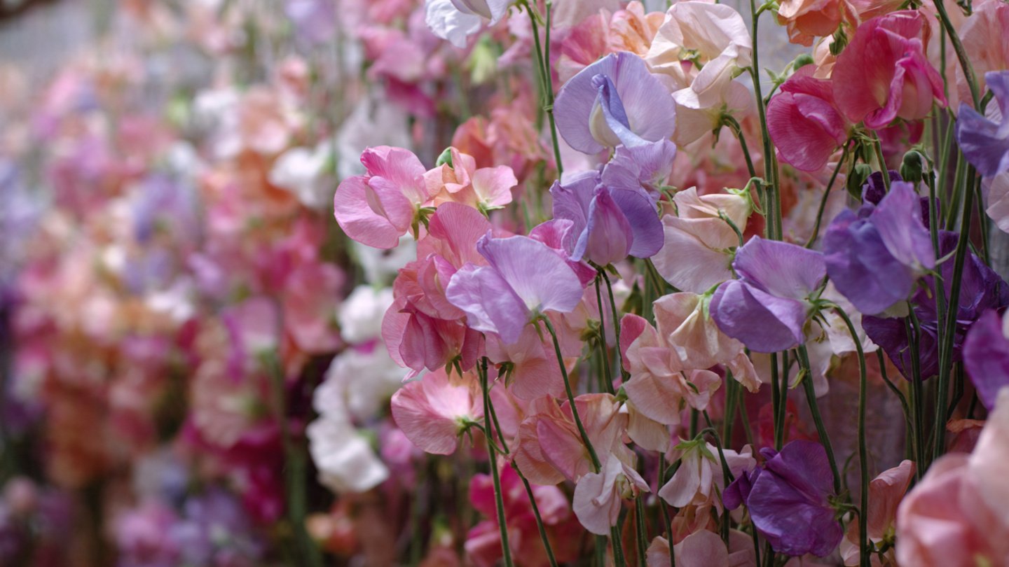 How Can You Create a Stunning Vertical Garden of Sweet Peas for Flower Cutting?