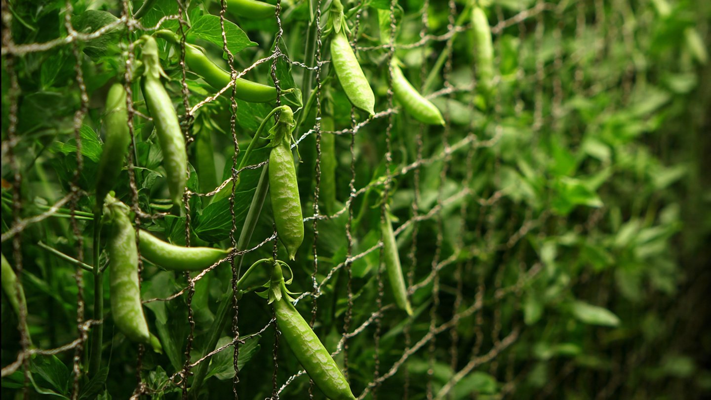 Why Should You Try Growing a Vertical Garden of Peas on a Net?