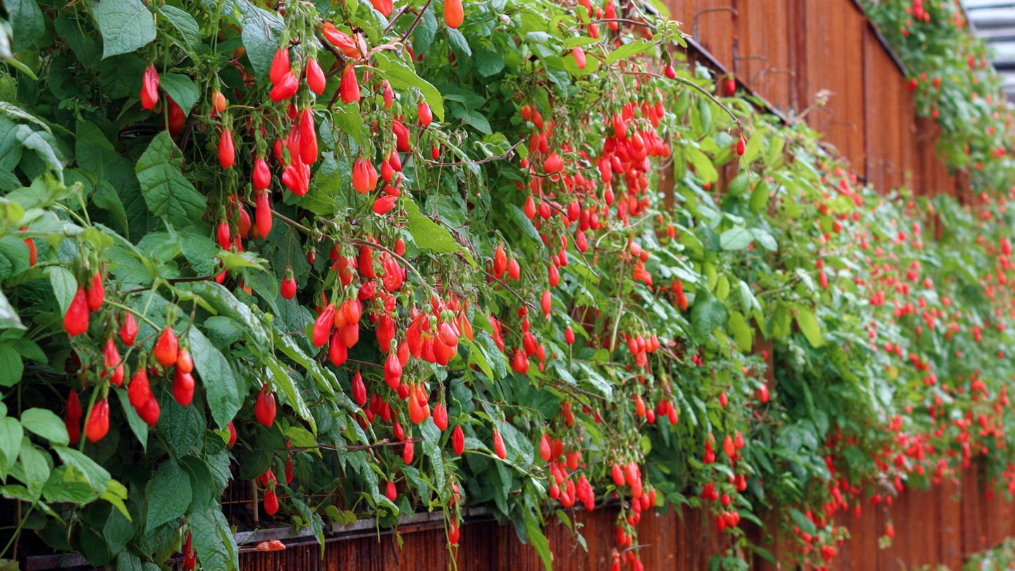 How Can You Grow a Vertical Garden of Scarlet Runners for Food?