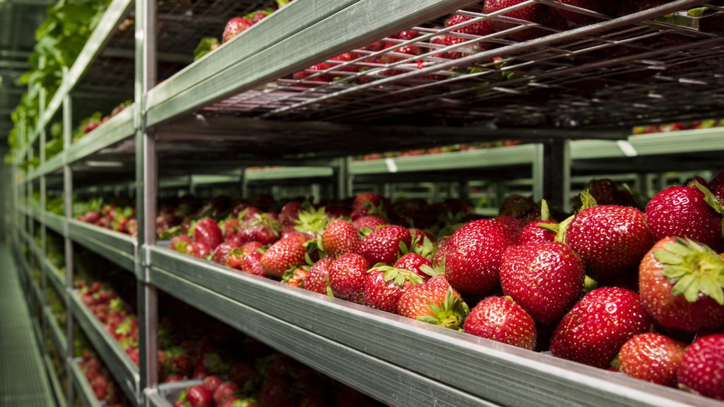 Boosting Fruit Shelf Height Extends Freshness and Storage Life