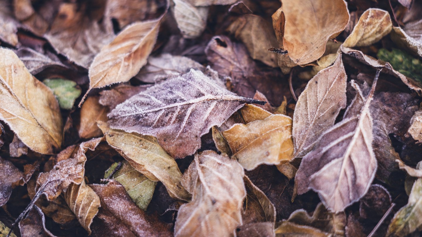 Effects of Late Harvesting on Vegetable Quality and Taste