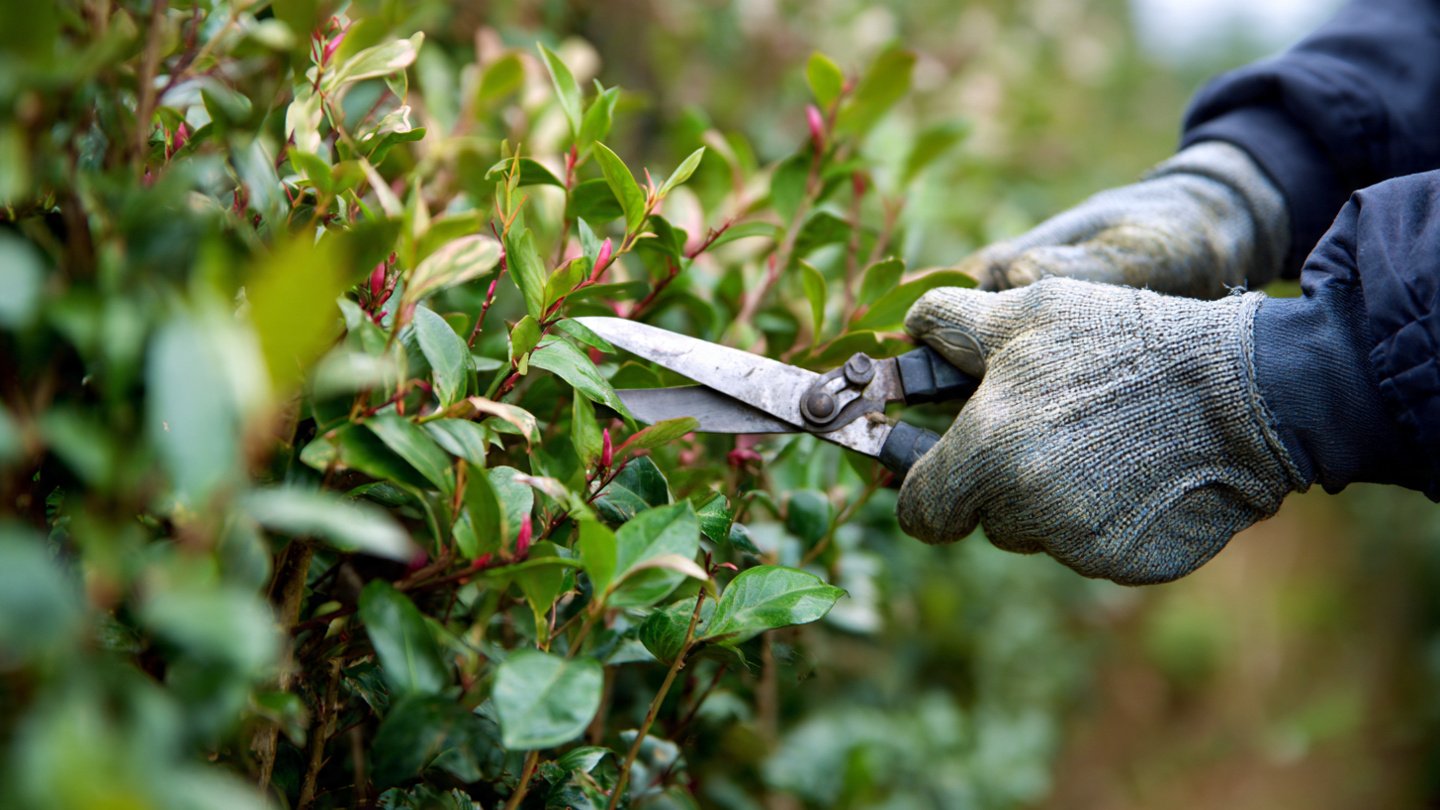 How Pruning Shrubs Boosts Their Growth
