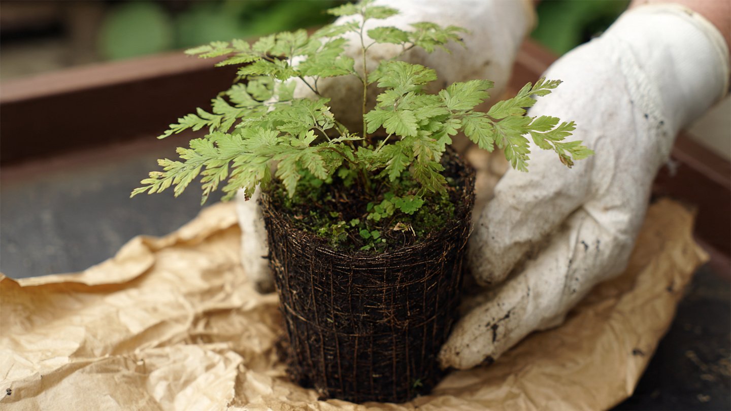 How Can You Repot a Sensitive Fern to Minimize Shock?