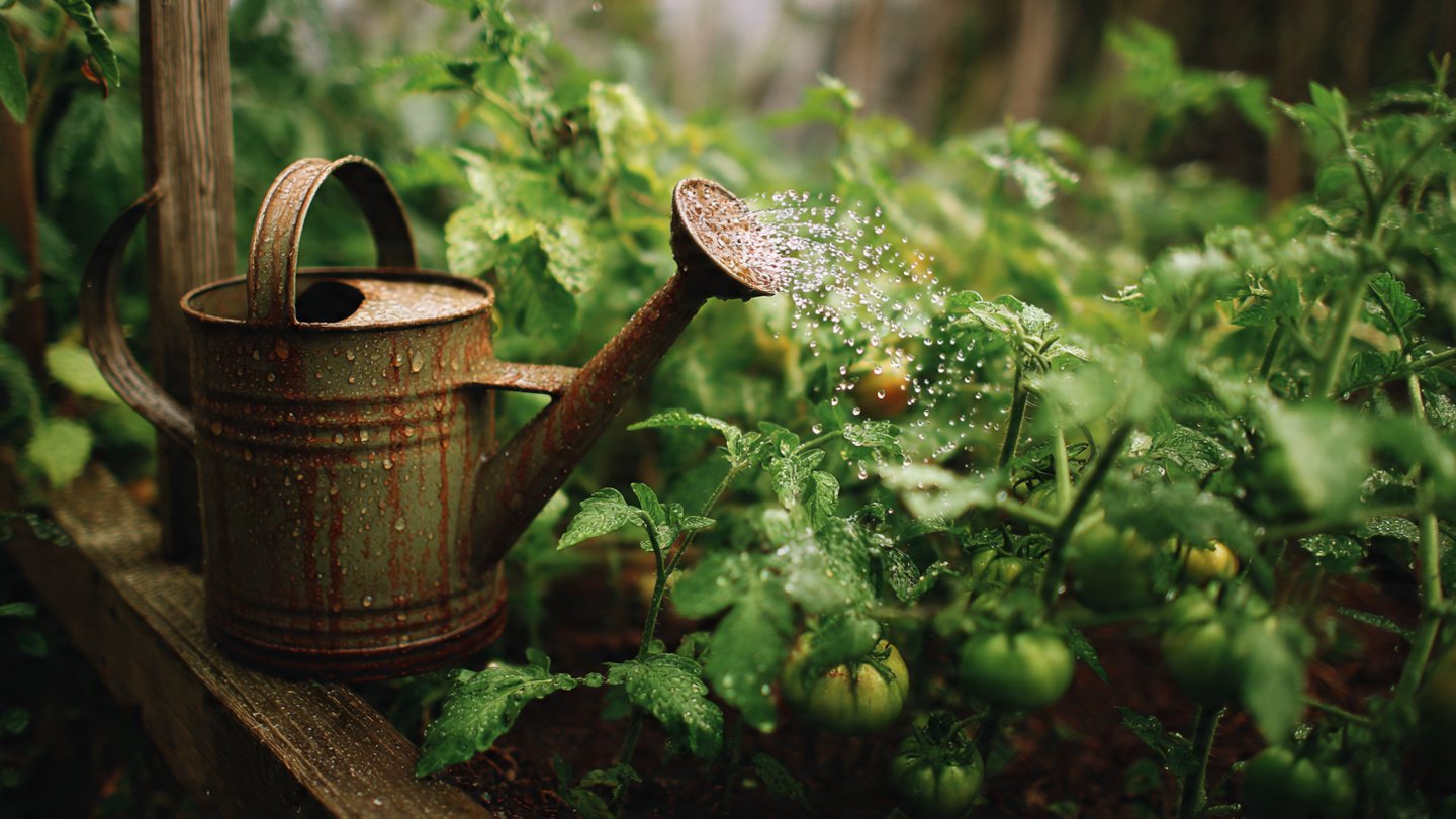Simple Garden Habits That Enhance Plant Growth Naturally
