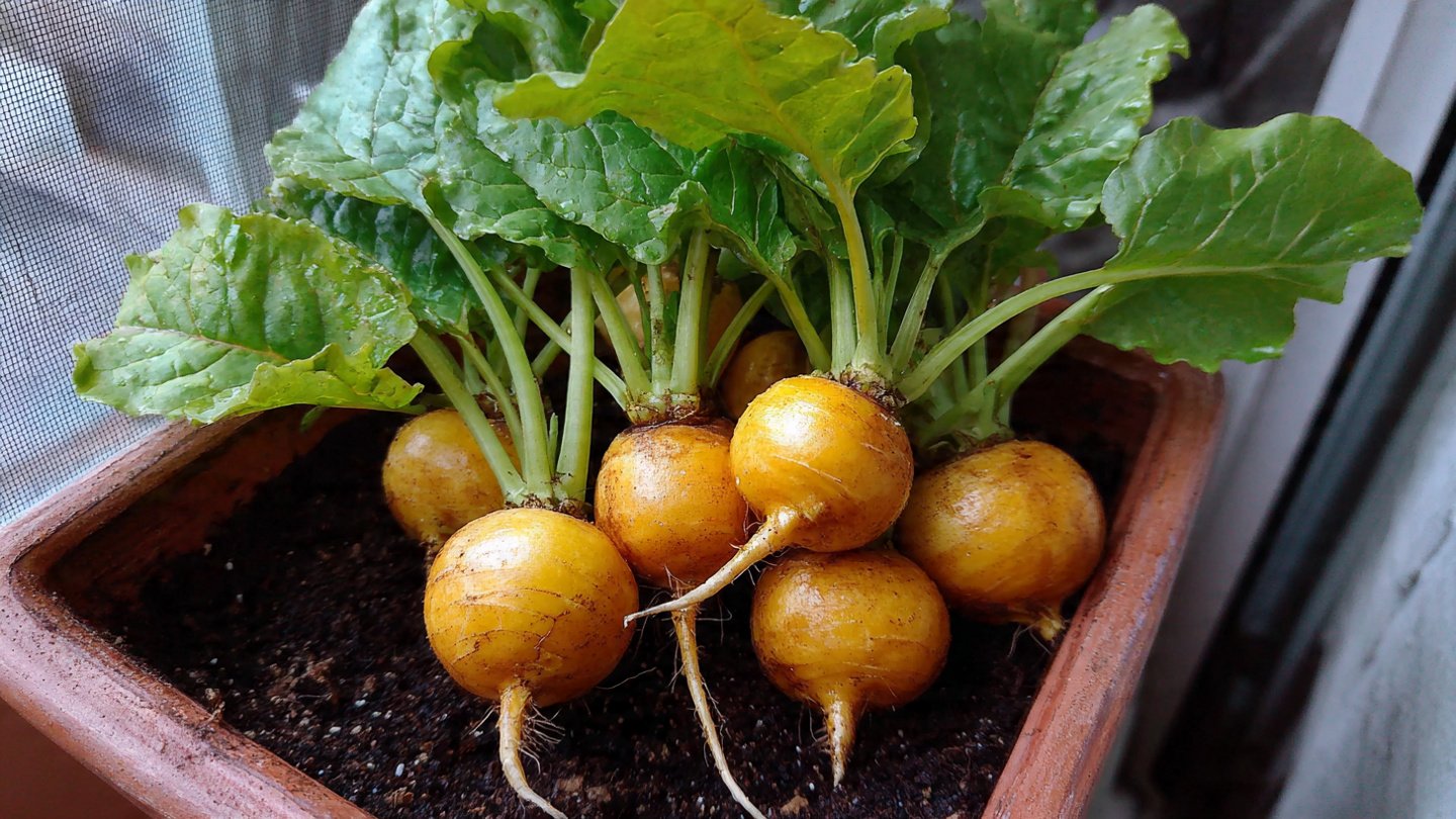 Can You Successfully Grow Golden Beets in a Deep Balcony Pot?