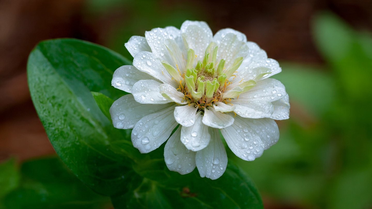 Why Are There White Spots on My Zinnia Leaves?